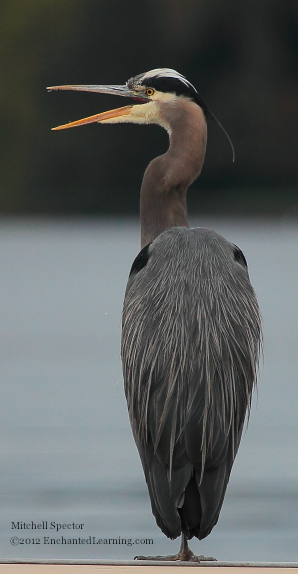 Great Blue Heron Standing