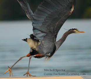 A Great Blue Heron Taking Off