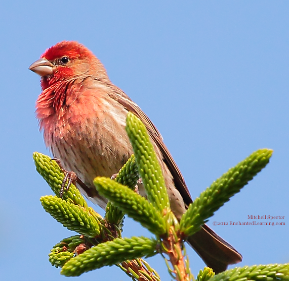 Male House Finch