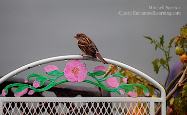 House Sparrow after the Rain