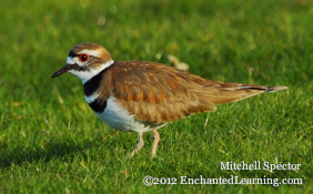 Killdeer in the Grass