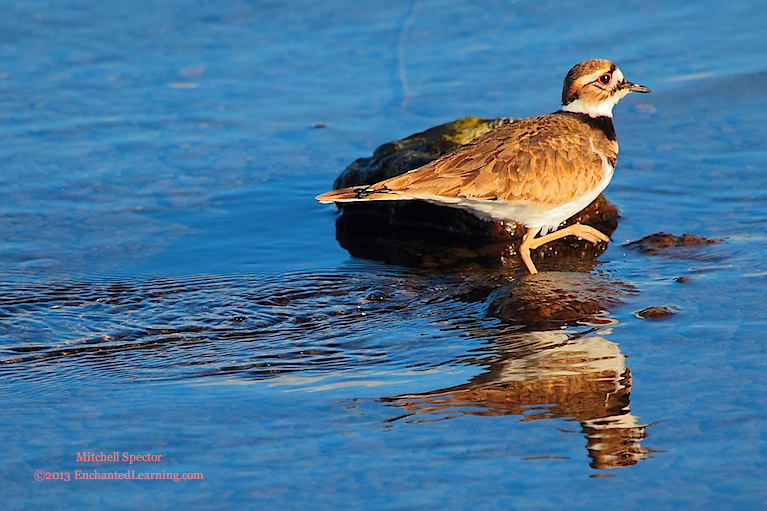 Killdeer Wading in Lake Washington