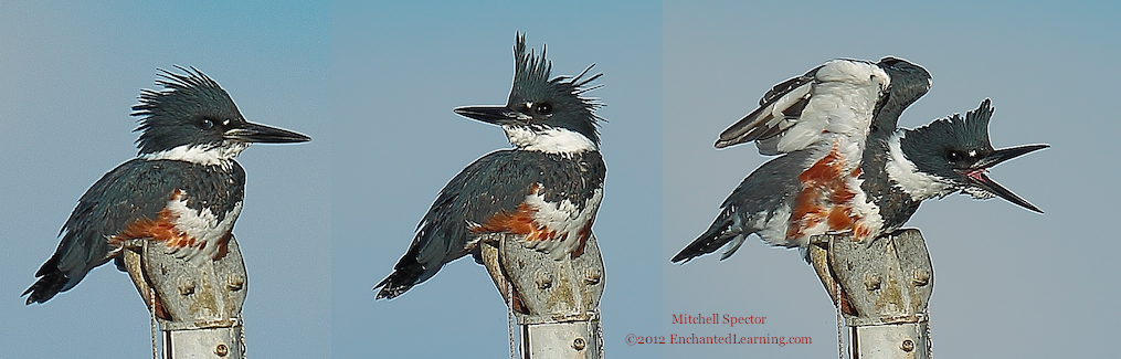 Life as a Belted Kingfisher