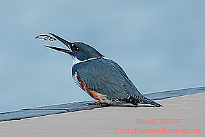 Belted Kingfisher Tossing a Fish in the Air