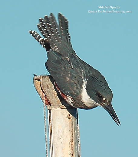 How to Catch a Fish if You're a Belted Kingfisher, 10 of 12
