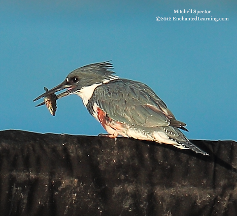 How to Catch a Fish if You're a Belted Kingfisher, 11 of 12