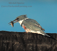 How to Catch a Fish if You're a Belted Kingfisher, 11 of 12