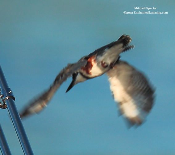 How to Catch a Fish if You're a Belted Kingfisher, 12 of 12