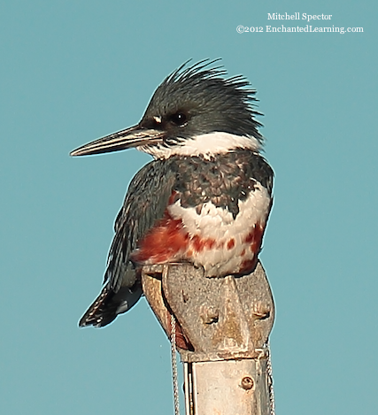 How to Catch a Fish if You're a Belted Kingfisher, 2 of 12