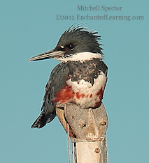How to Catch a Fish if You're a Belted Kingfisher, 2 of 12