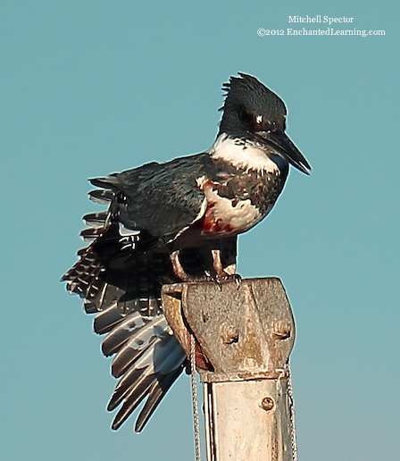 How to Catch a Fish if You're a Belted Kingfisher, 3 of 12