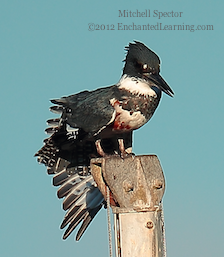 How to Catch a Fish if You're a Belted Kingfisher, 3 of 12