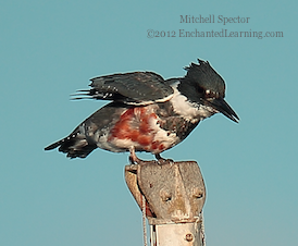 How to Catch a Fish if You're a Belted Kingfisher, 4 of 12