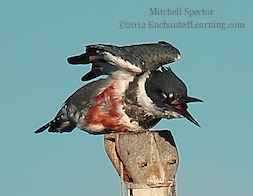 How to Catch a Fish if You're a Belted Kingfisher, 5 of 12