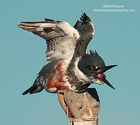 How to Catch a Fish if You're a Belted Kingfisher, 6 of 12
