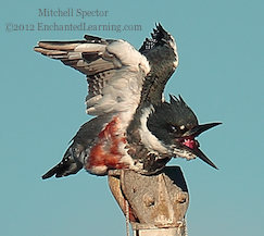 How to Catch a Fish if You're a Belted Kingfisher, 6 of 12