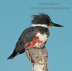 How to Catch a Fish if You're a Belted Kingfisher, 8 of 12