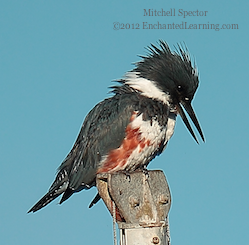 How to Catch a Fish if You're a Belted Kingfisher, 9 of 12