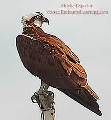 Osprey Perching on a Mast