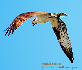 Osprey Flying in Seattle Skies