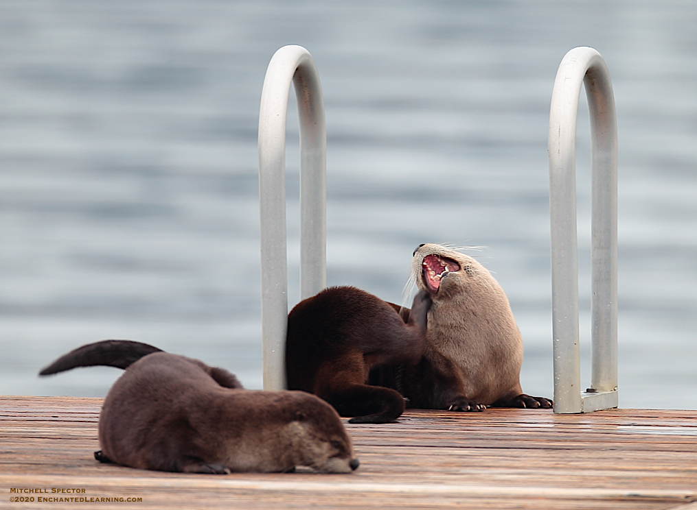 Otter with Open Mouth