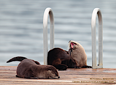 Otter with Open Mouth