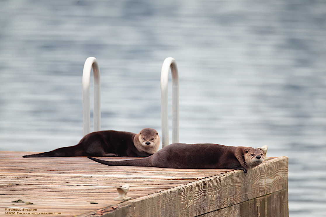 Otters on a Dock