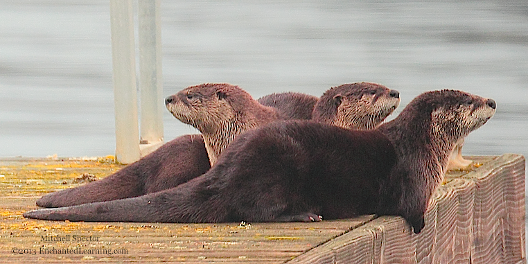 Three Otters on a Gray Winter Day