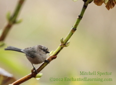 Tiny Bird Perching on a Plant Stem