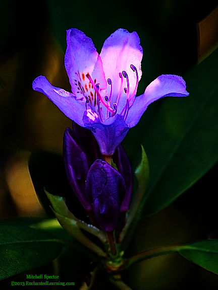 Rhododendron Flower in Spring