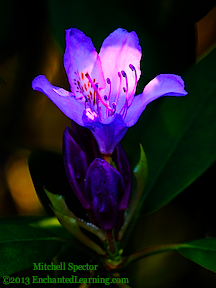 Rhododendron Flower in Spring