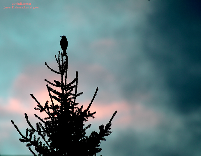 Robin Singing at Sunset