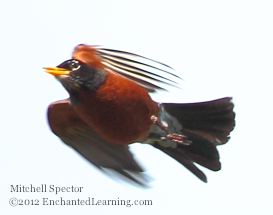 Robin in Flight