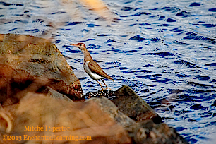 Spotted Sandpiper Rock-Hopping