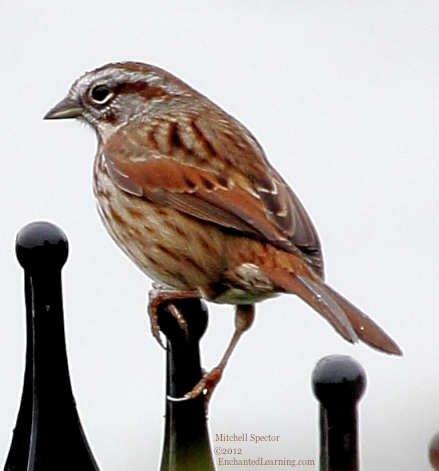 Song Sparrow Perched on a Fence