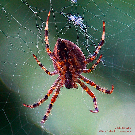 Cross Orbweaver Spider