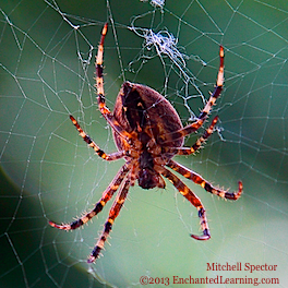 Cross Orbweaver Spider