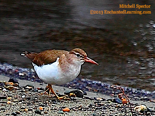 Spotted Sandpiper in Winter Plumage