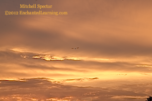 Bird Flying at Sunrise, over Lake Washington