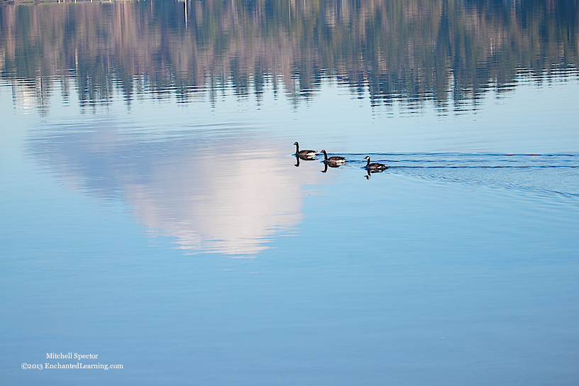 Three Geese on a Cloud