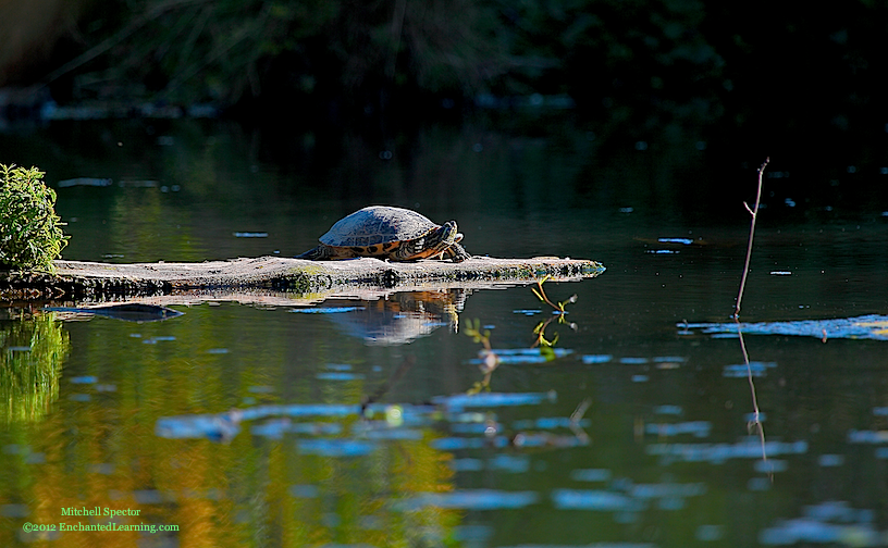 Red-Eared Slider Basking in the Summer Sun