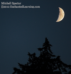 Waxing Crescent Moon over Tree