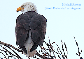 Bald Eagle Showing Tail Feathers