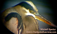 Head of a Great Blue Heron