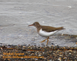 Spotted Sandpiper, Sprinting Down the Beach