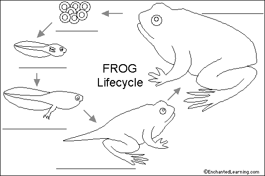 Label Frog Life Cycle Printout - EnchantedLearning.com