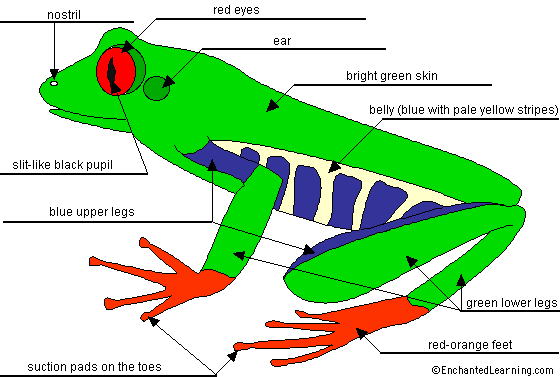 Label Red-Eyed Tree Frog Printout Answers - EnchantedLearning.com