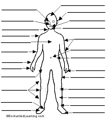 human body labeled