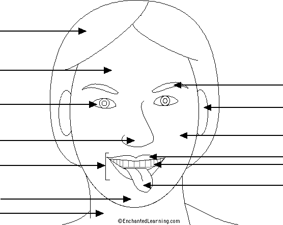 Label The Face Head Printout Enchantedlearning Com