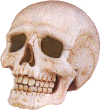 Human skull